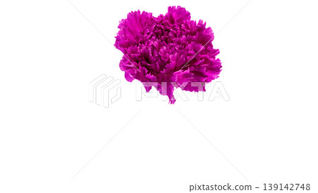 Pink carnation flower macro photography background transparent Pink carnation flower macro photography background transparent 139142748
