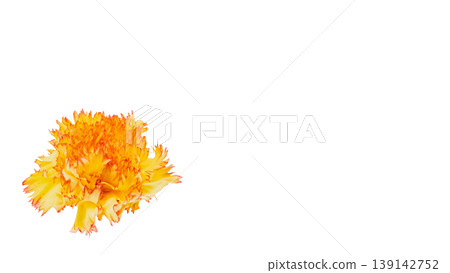 Orange-yellow carnation macro image, floral material, transparent background. 139142752
