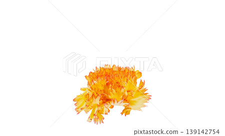 Orange-yellow carnation macro image, floral material, transparent background. Orange-yellow carnation macro image, floral material, transparent background. 139142754