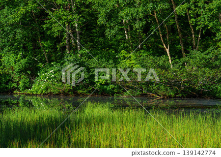 A tranquil scene with the fresh green forest reflected on the water's surface. A tranquil scene with the fresh green forest reflected on the water's surface. 139142774