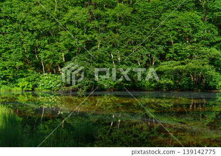 A tranquil scene with the fresh green forest reflected on the water's surface. A tranquil scene with the fresh green forest reflected on the water's surface. 139142775