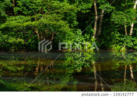 A tranquil scene with the fresh green forest reflected on the water's surface. A tranquil scene with the fresh green forest reflected on the water's surface. 139142777