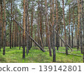 pine forest, spring forest landscape 139142801