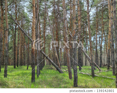 pine forest, spring forest landscape 139142801