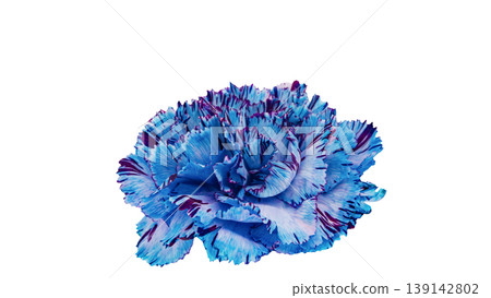 Blue carnation flower macro photography background transparent Blue carnation flower macro photography background transparent 139142802