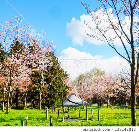 Cherry blossoms and playground equipment at Moerenuma Park in Sapporo City Cherry blossoms and playground equipment at Moerenuma Park in Sapporo City 139142818