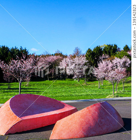 Cherry blossoms and playground equipment at Moerenuma Park in Sapporo City Cherry blossoms and playground equipment at Moerenuma Park in Sapporo City 139142823