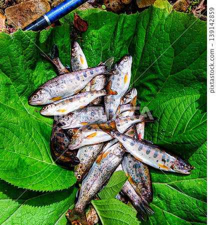 北海道溪流釣魚:山女鱒和虹鱒 北海道溪流釣魚:山女鱒和虹鱒 139142859