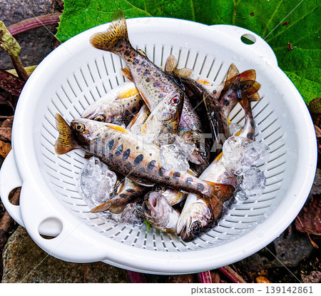 北海道溪流釣魚:山女鱒魚 北海道溪流釣魚:山女鱒魚 139142861