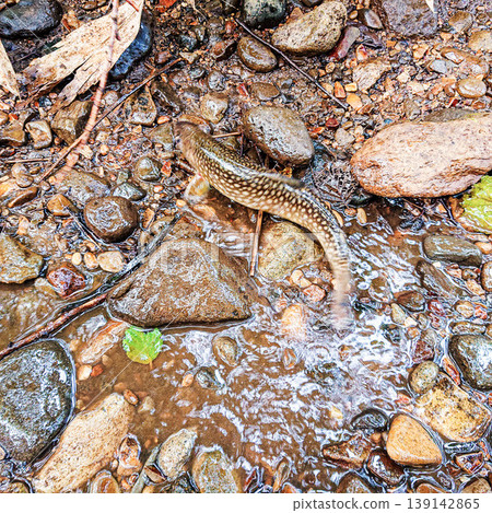 北海道溪流釣魚:雨霏鱒魚 北海道溪流釣魚:雨霏鱒魚 139142865