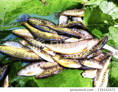 北海道溪流釣魚:山女鱒和岩名鱒 北海道溪流釣魚:山女鱒和岩名鱒 139142872