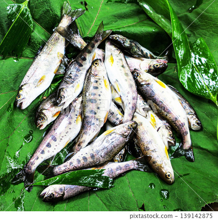 北海道溪流釣魚:山女鱒魚 北海道溪流釣魚:山女鱒魚 139142875