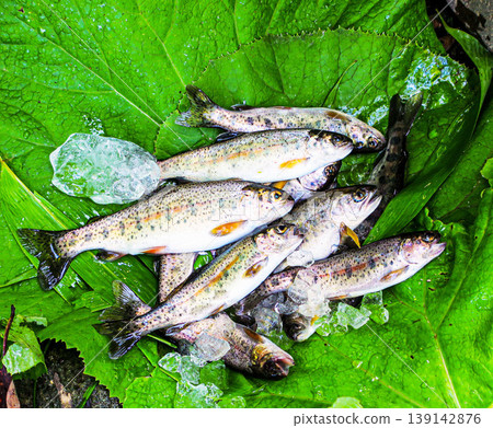 北海道溪流釣魚:虹鱒、櫻鱒 北海道溪流釣魚:虹鱒、櫻鱒 139142876
