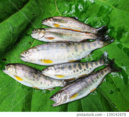 Stream fishing in Hokkaido: Rainbow trout and cherry salmon Stream fishing in Hokkaido: Rainbow trout and cherry salmon 139142878