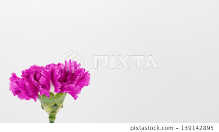 Pink carnation flower, white background, macro, copy space Pink carnation flower, white background, macro, copy space 139142895