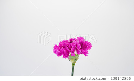 Pink carnation flower, white background, macro, copy space Pink carnation flower, white background, macro, copy space 139142896