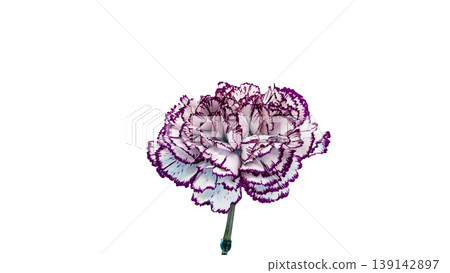 Purple-edged carnation, macro photography, transparent background PNG image. Purple-edged carnation, macro photography, transparent background PNG image. 139142897