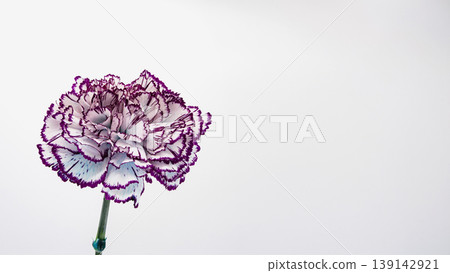 Purple-edged carnation flower image, macro photography, white background, copy space. Purple-edged carnation flower image, macro photography, white background, copy space. 139142921