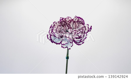 Purple-edged carnation flower image, macro photography, white background, copy space. 139142924