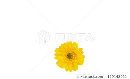 Yellow gerbera flower, macro photography, transparent background PNG image. Yellow gerbera flower, macro photography, transparent background PNG image. 139142931