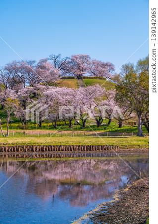 Sakura Sakitakuma Kumu Park Sakura Sakitakuma Kumu Park 139142965