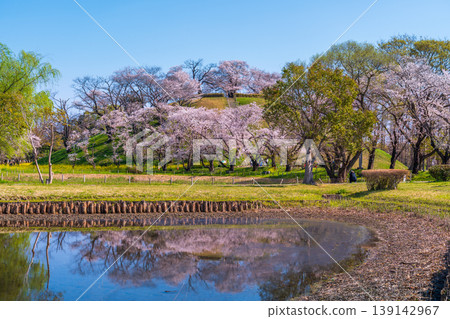 Sakura Sakitakuma Kumu Park Sakura Sakitakuma Kumu Park 139142967