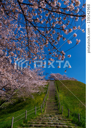 Sakura Sakitakuma Kumu Park Sakura Sakitakuma Kumu Park 139142968