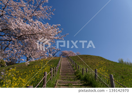 Sakura Sakitakuma Kumu Park Sakura Sakitakuma Kumu Park 139142970