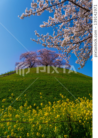 Sakura Sakitakuma Kumu Park 139142971