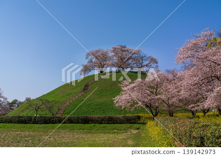 Sakura Sakitakuma Kumu Park 139142973