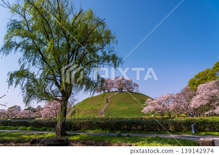 Sakura Sakitakuma Kumu Park Sakura Sakitakuma Kumu Park 139142974