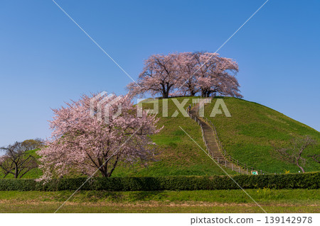 Sakura Sakitakuma Kumu Park Sakura Sakitakuma Kumu Park 139142978