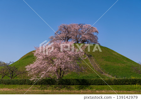 Sakura Sakitakuma Kumu Park 139142979