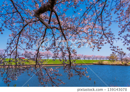 群馬縣水鄉公園的藍天與櫻花樹 群馬縣水鄉公園的藍天與櫻花樹 139143078