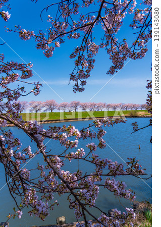 群馬縣水鄉公園的藍天與櫻花樹 139143080