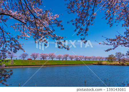 Blue sky and cherry blossom trees from Gunma's Suigo Park Blue sky and cherry blossom trees from Gunma's Suigo Park 139143081