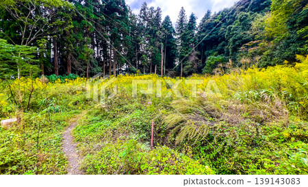Autumn wildflowers and a deep forest landscape spread across the foothills of the mountain. 139143083
