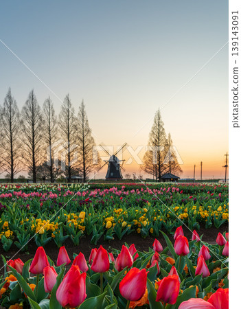Tulips and windmills at Akebonoyama Agricultural Park at dawn 139143091