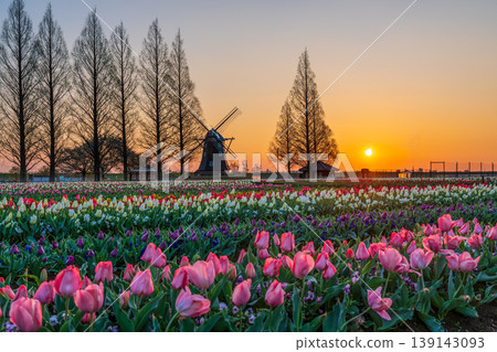 Tulips and windmills at Akebonoyama Agricultural Park at dawn Tulips and windmills at Akebonoyama Agricultural Park at dawn 139143093