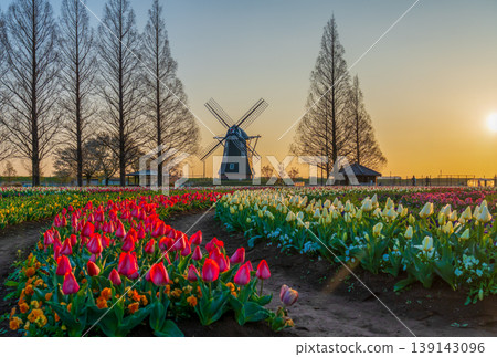 Tulips and windmills at Akebonoyama Agricultural Park at dawn Tulips and windmills at Akebonoyama Agricultural Park at dawn 139143096