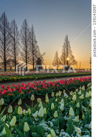 Tulips and windmills at Akebonoyama Agricultural Park at dawn 139143097