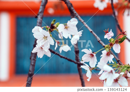 Cherry blossoms in Kyoto Heian Shrine Cherry blossoms in Kyoto Heian Shrine 139143124