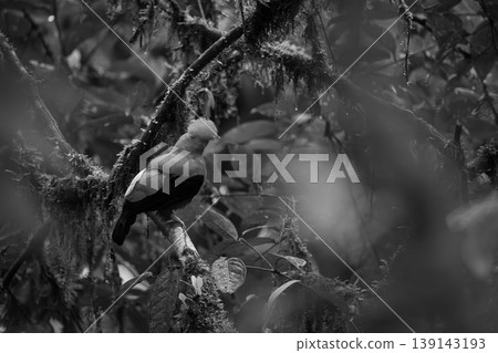 Mono Andean cock-of-the-rock in profile on branch Mono Andean cock-of-the-rock in profile on branch 139143193