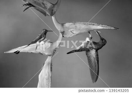 Mono buff-tailed coronet and white-booted racket-tail together Mono buff-tailed coronet and white-booted racket-tail together 139143205