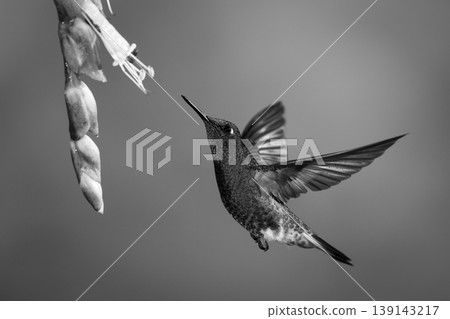Mono buff-tailed coronet flies upwards towards flower Mono buff-tailed coronet flies upwards towards flower 139143217