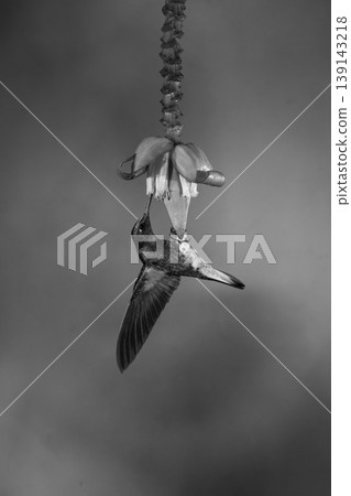 Mono buff-tailed coronet hangs drinking from flower Mono buff-tailed coronet hangs drinking from flower 139143218