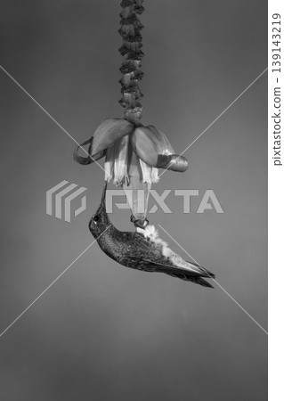 Mono buff-tailed coronet hangs feeding from flower Mono buff-tailed coronet hangs feeding from flower 139143219