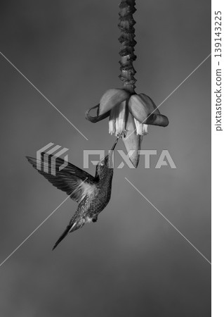 Mono buff-tailed coronet hovers drinking under flower 139143225