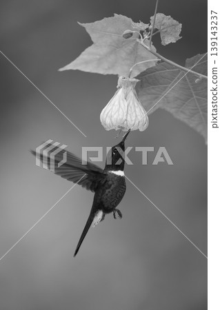 Mono collared inca hovers drinking under flower Mono collared inca hovers drinking under flower 139143237