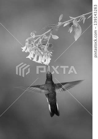 Mono fawn-breasted brilliant hovers drinking beneath flower 139143263